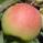 Suncrisp apple