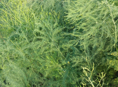 growing asparagus in july