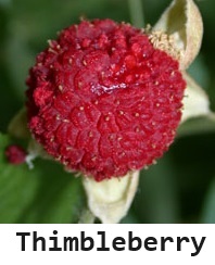 Thimbleberry