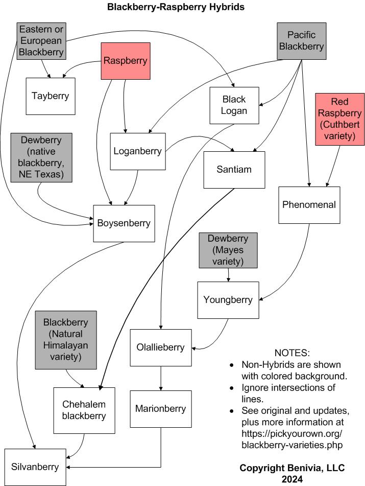 Blackberry-Raspberry Hybrid Varieties