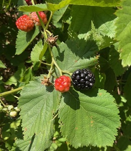 Boysenberries vines