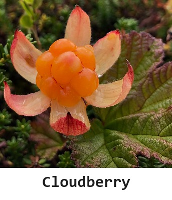 Cloudberry