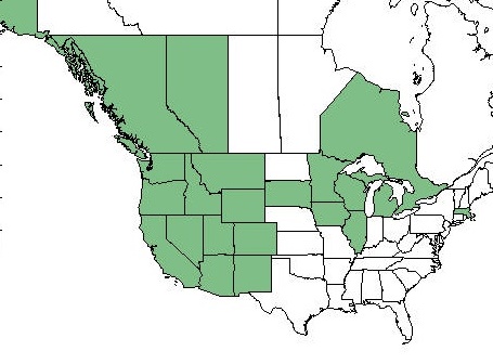 Where are thimbleberries found or grown?