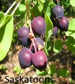 Saskatoons