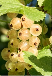 white currants