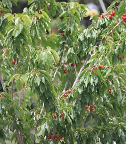 Amber's Cherry Farm