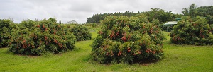 Kaye Family Farm Lychees