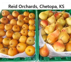 Reid Orchards apples and Asian pears