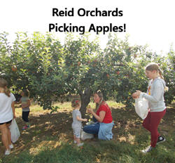 Reid Orchards apple picking