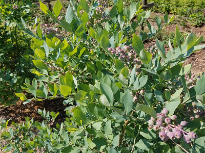 Rabbit Ridge Nursery - PYO blackberries, blueberries, loganberries, 