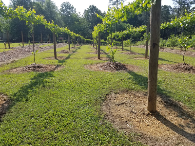 Rabbit Ridge Nursery - PYO blackberries, blueberries, loganberries, muscadine grapes,  raspberries, tayberries