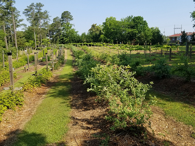 Rabbit Ridge Nursery - PYO blackberries, blueberries, loganberries, muscadine grapes,  raspberries, tayberries