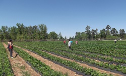 J5 Farm, LLC - strawberries, pumpkin