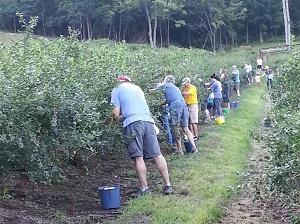 Sengle PYO Blueberry Farm Julian, PA