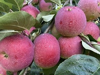 Northill Orchard PYO apples