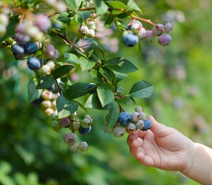 Weaver's Orchard