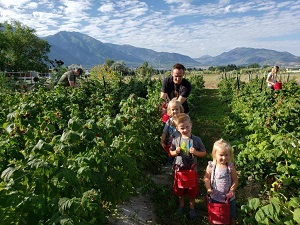 Sweet 'n Juicy Organic Berry Farm