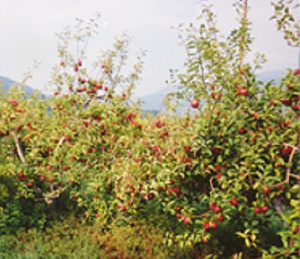 Silver Creek Orchards