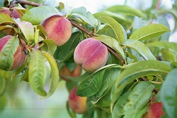 Thompson's Farm - Blueberries