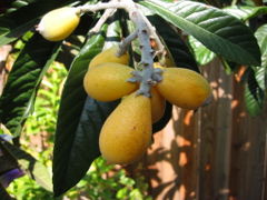 Loquats