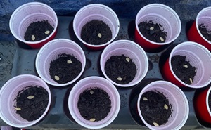 Seed cups with squash seeds in them.