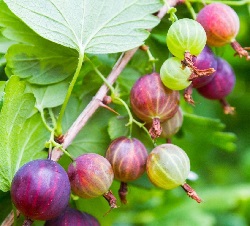 red gooseberries