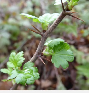 Gooseberry bush thorns