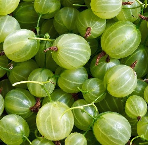 green gooseberries