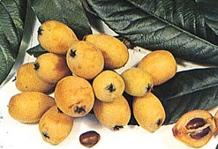 Loquats