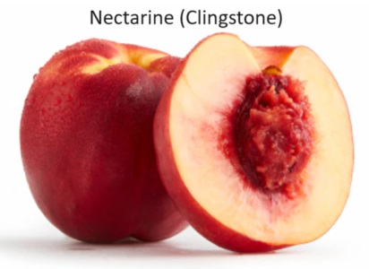 Nectarines