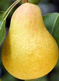 Kieffer&nbsp;pear