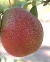 pears/pear-forelle-2