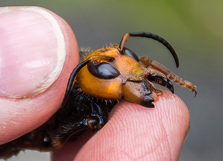 Asian Giant Hornet closeup