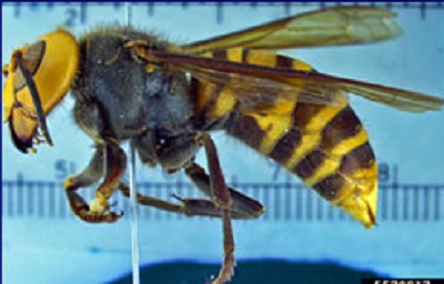 Asian Murder Hornet
