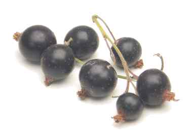 Black Currants