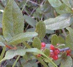 Buffaloberries