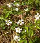 Dewberry blooms