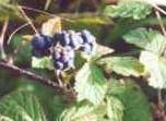 dewberries