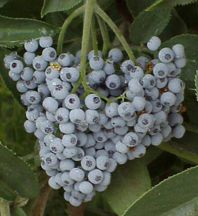 Elderberries