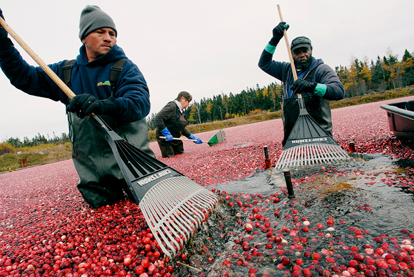 Cranberry festivals 