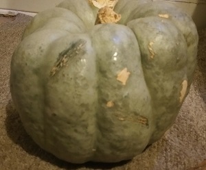 jarradale pumpkin