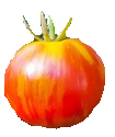 Tigerella tomato