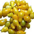 tomatoes/yellow-pear