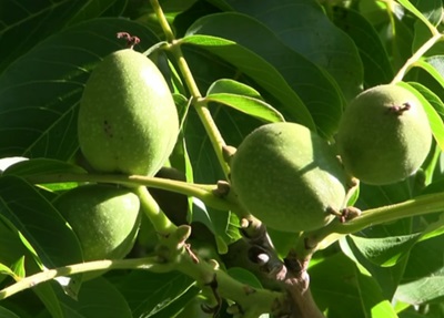 green walnuts