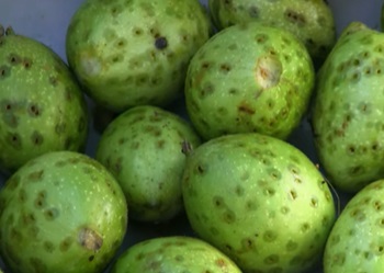 perforated walnuts